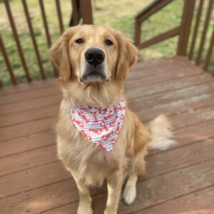 golden retriever modeling striped bandana